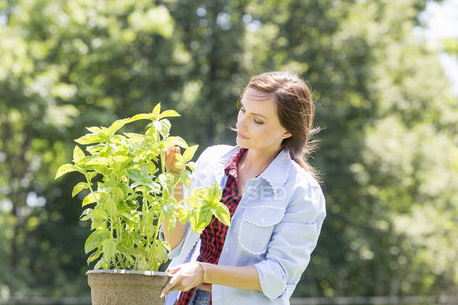 Frau hütet eine Pflanze im Topf — Stockfoto