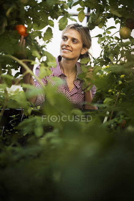 Organic Vegetable Garden — Stock Photo
