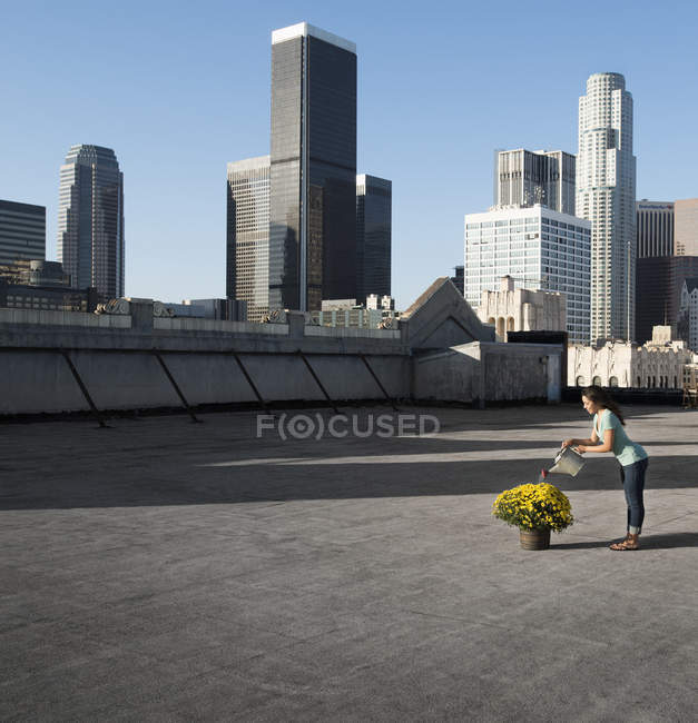Frau blüht Krisanthemenpflanze auf einem Dach — Stockfoto