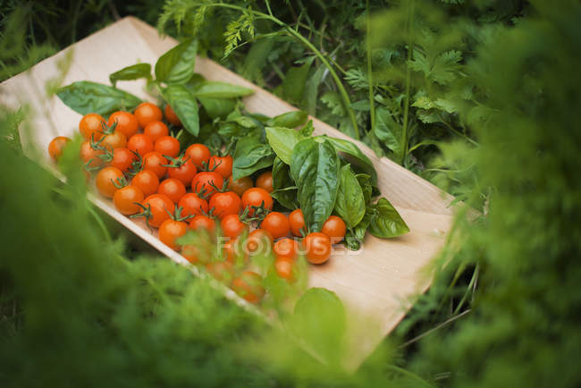 Bandeja de madeira de tomates cereja vermelhos — Fotografia de Stock