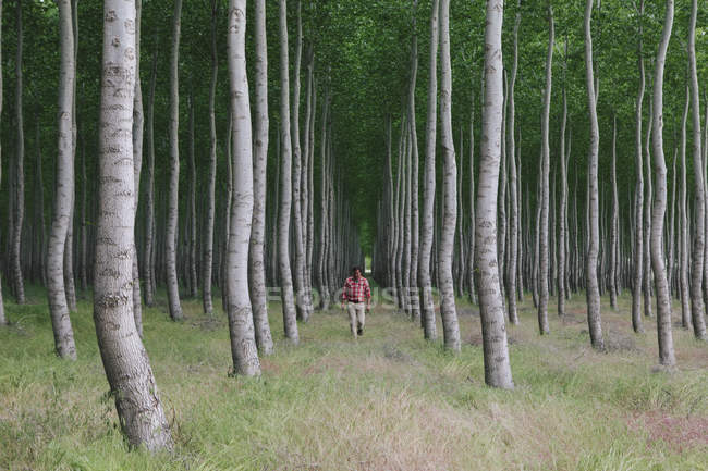 Man in a forest of poplar trees — Stock Photo