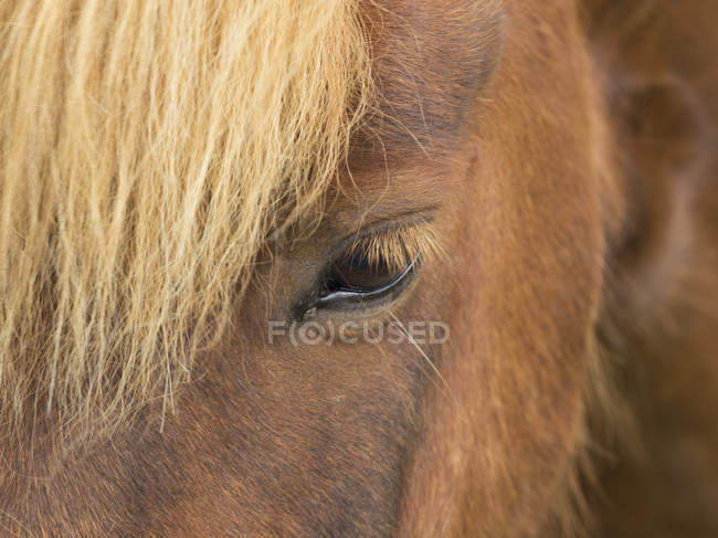 Testa e cabeça de um cavalo islandês — Fotografia de Stock