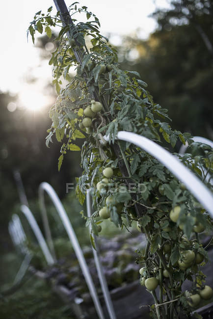 Planta vegetal orgánica, un tomate - foto de stock