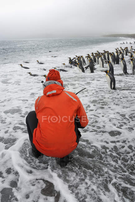 Человек, фотографирующий Короля Пингвинов — стоковое фото