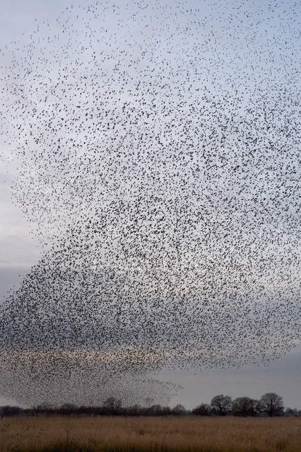 Murmuratura di storni che volano al crepuscolo sulla campagna . — Foto stock