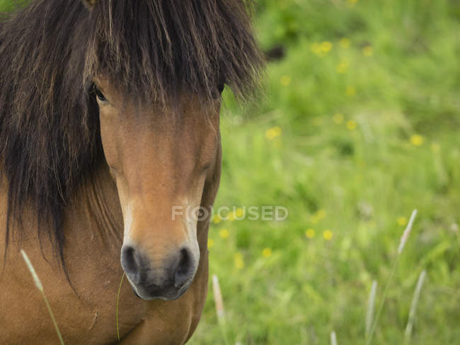 Cavallo della baia islandese — Foto stock