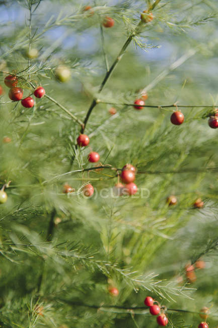 Asparagus plant, Asparagaceae — Stock Photo