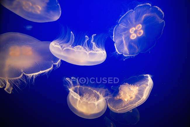 Pequeno grupo de medusas — Fotografia de Stock