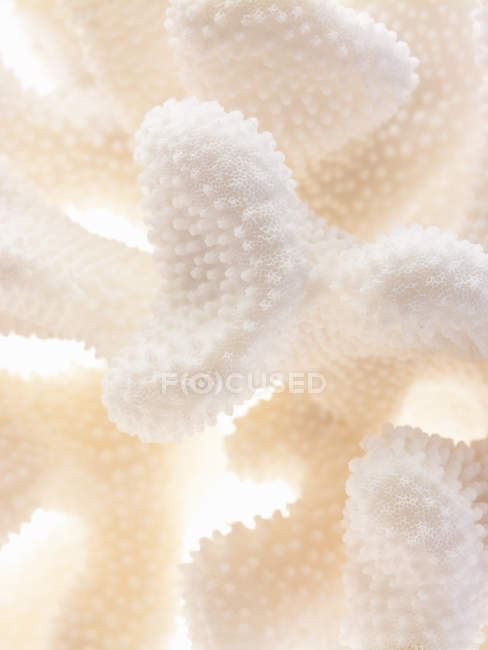Delicate textured cream coloured objects — Stock Photo