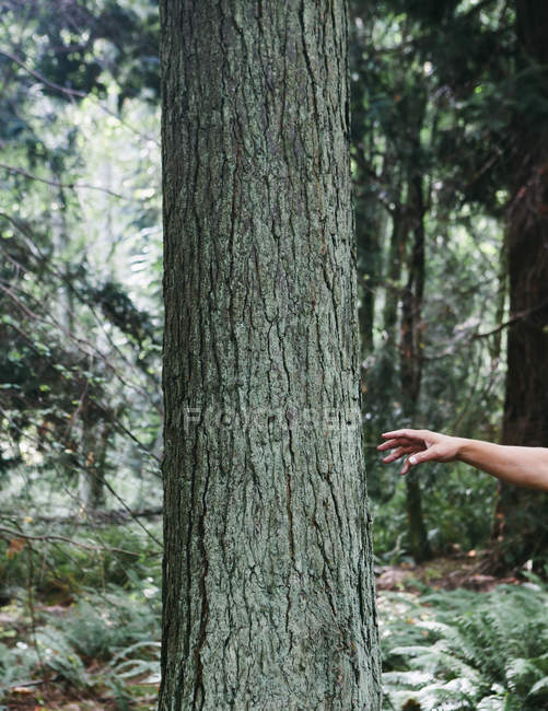Homem à procura de árvore — Fotografia de Stock