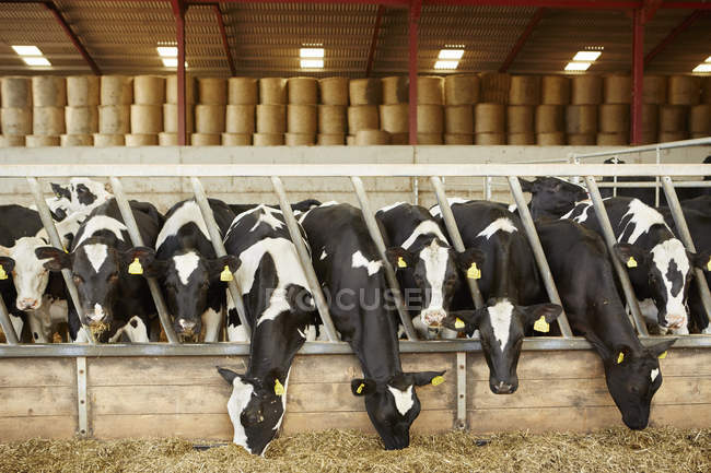 Fila di bestiame che si nutre di fieno — Foto stock