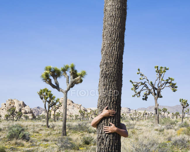 Человек обнимает дерево — стоковое фото