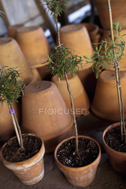 Clay pots with cuttings — Stock Photo