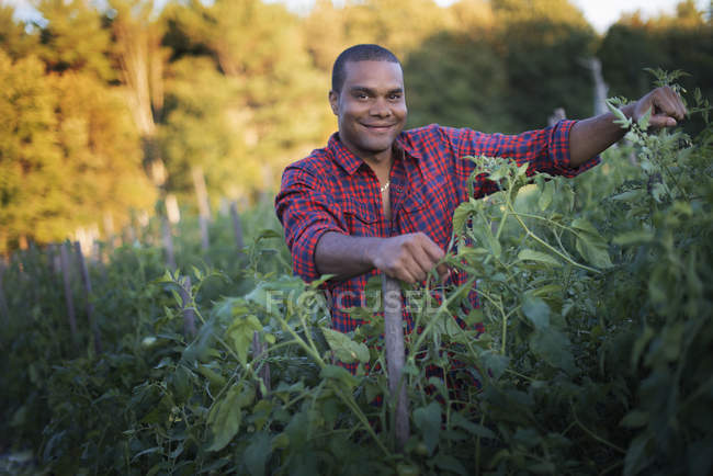 Agriculteur avec des plants de tomates — Photo de stock