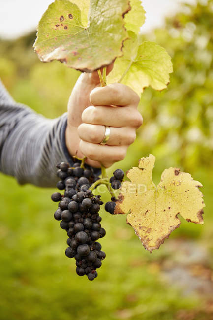 Mano sosteniendo racimo de uvas negras . - foto de stock