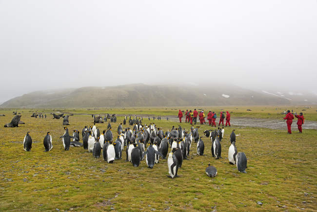 Люди, наблюдающие за колонией короля пингвинов — стоковое фото