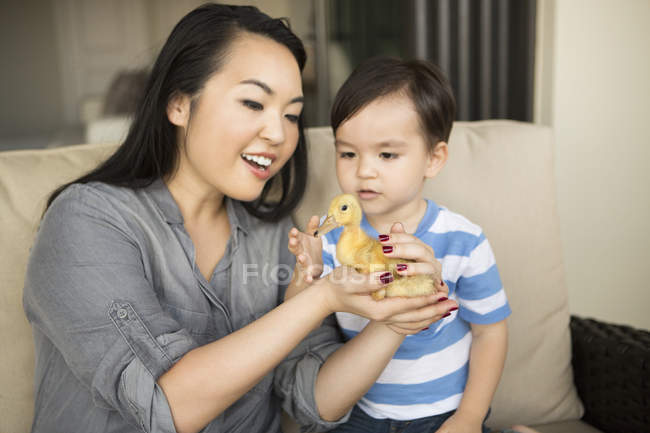 Женщина держит жёлтого утёнка — стоковое фото