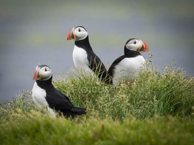 Pássaros de puffin na grama — Fotografia de Stock