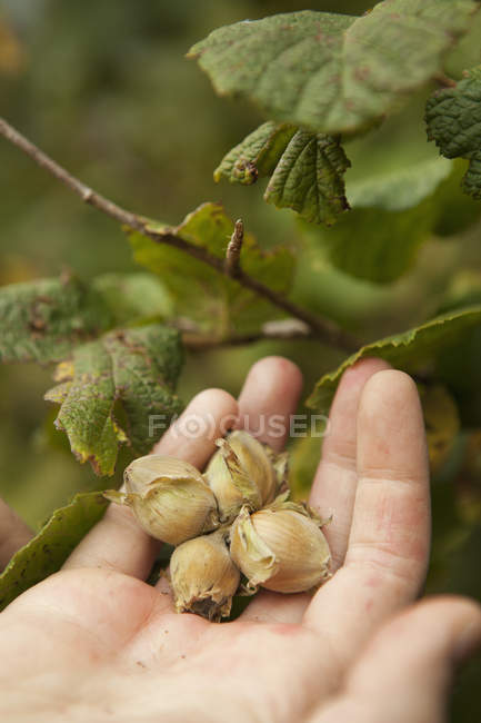 Рука, полная свежих орехов сена — стоковое фото