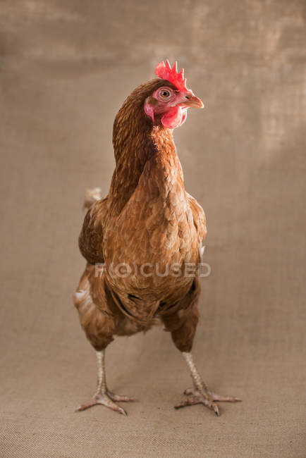Pollo con piume marroni — Foto stock