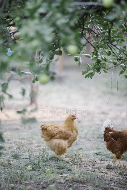 Pollos de pie en un césped - foto de stock