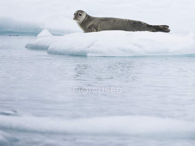 Sello en el lago glacial - foto de stock