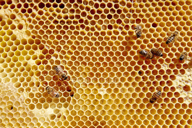 Quadro com padrão de favo de mel — Fotografia de Stock