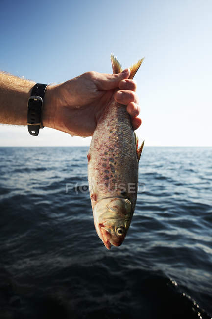 Homme tenant un gros poisson — Photo de stock