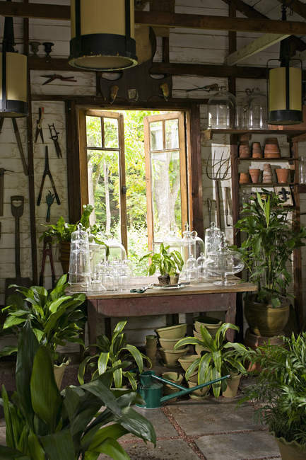 Кімната в будинку з рослинами — стокове фото