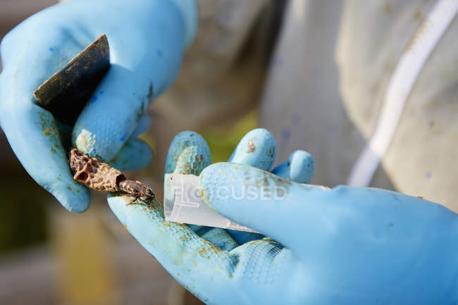 Apicoltore con guanti blu in possesso di un'ape — Foto stock