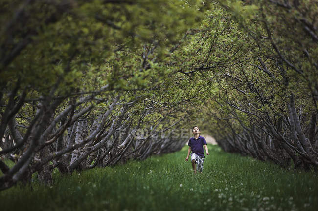 Дитина біжить уздовж арки гілок дерева — стокове фото