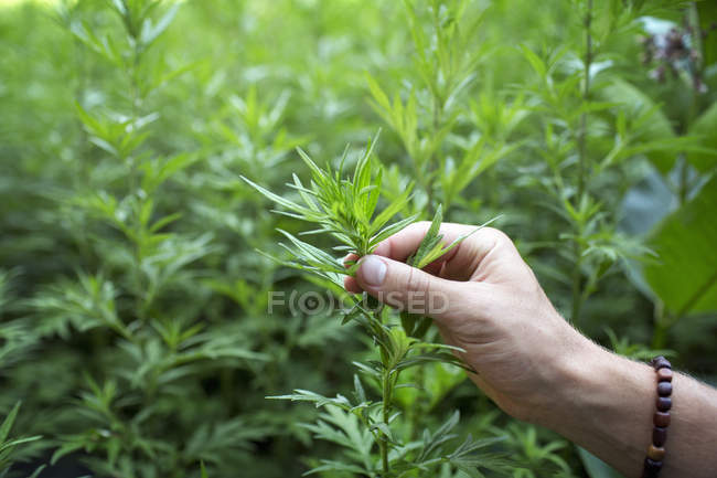 Hand hält Stamm der Pflanze. — Stockfoto