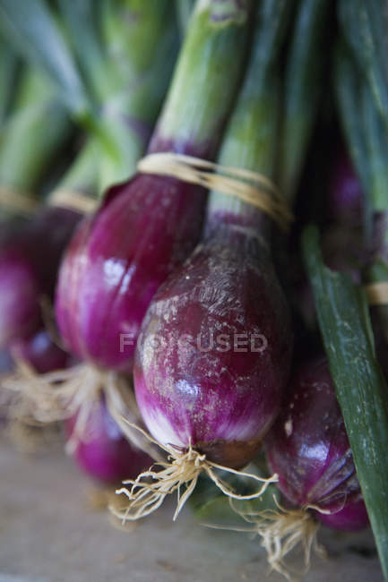 Bunch of spring onions. — Stock Photo