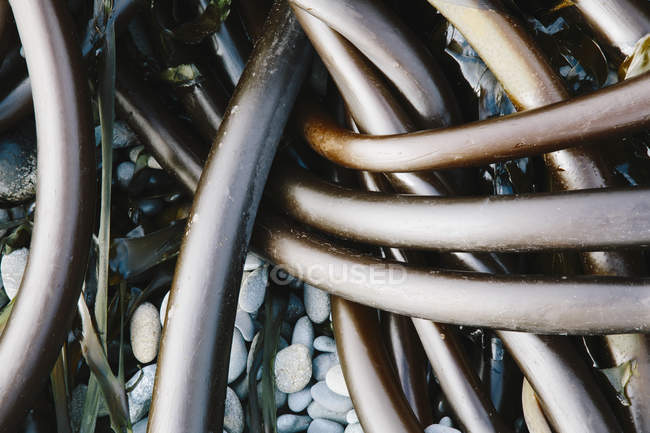 Pile of Bull Kelp — Stock Photo