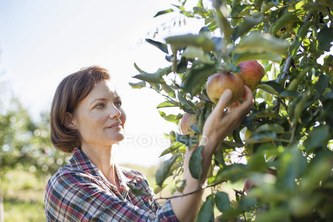 Woman picking apples — Stock Photo