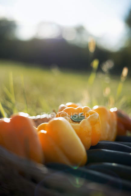 Courgettes et poivrons jaunes et rouges . — Photo de stock