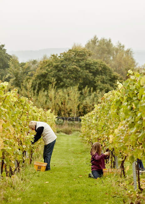 Personas recogiendo uvas en un viñedo . - foto de stock