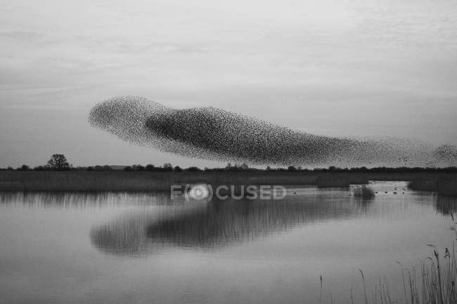 Murmuração de estorninhos voo ao entardecer sobre o campo . — Fotografia de Stock