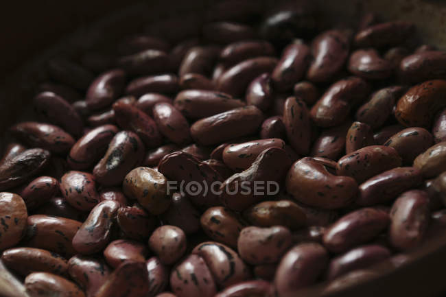 Speckled bean seeds — Stock Photo