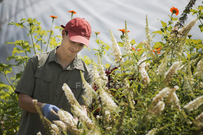 Uomo che cura arbusti fioriti in un polytunnel — Foto stock