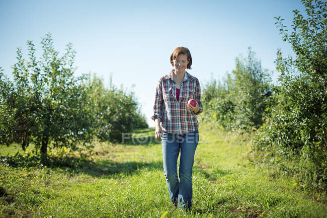 Femme cueillette des pommes — Photo de stock