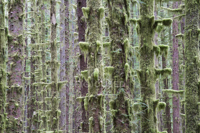 Sitka-Fichten und Westschierlingsbäume — Stockfoto