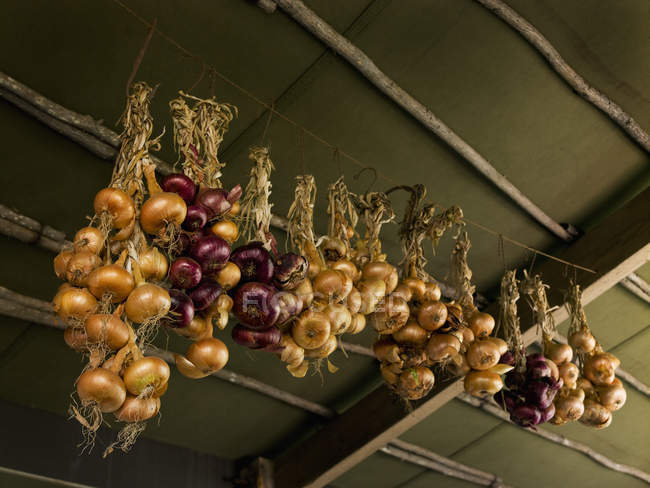 Onions strung up from the ceiling — Stock Photo