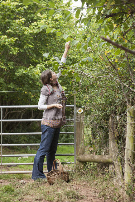 Mujer recogiendo avellanas de un árbol - foto de stock