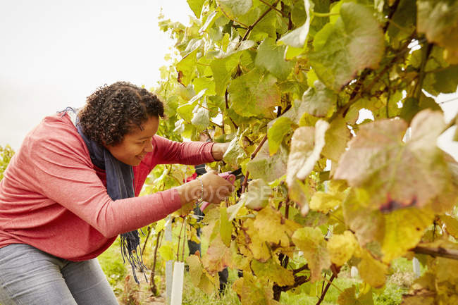 Жінка вибирає грона винограду — стокове фото