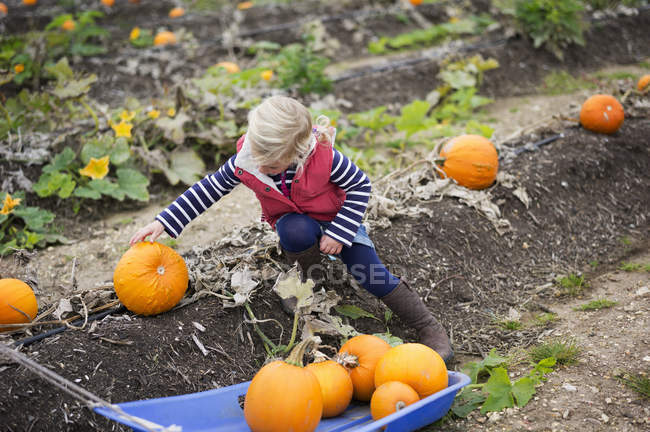 Girl pick up orange pumpkins — Stock Photo