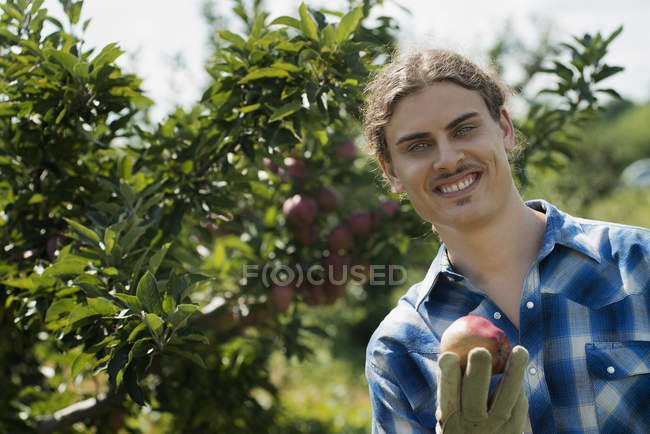 Hombre en un huerto de manzanas - foto de stock