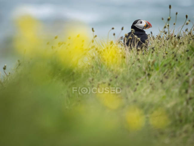 Pássaro de puffin na grama — Fotografia de Stock