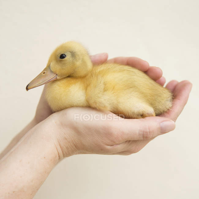 Hand holding a yellow duckling. — Stock Photo