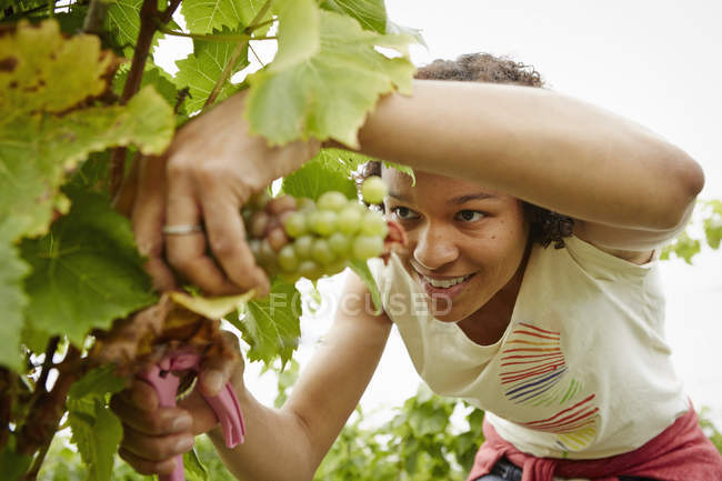 Femme cueillette de raisins — Photo de stock